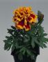 Seminte profesionale Tagetes patula - Craite pitice - imagine 48887